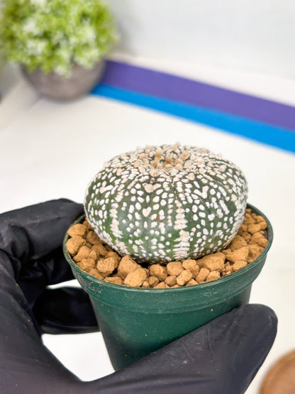 Astrophytum V-Type (at1) (p6) | Imported Cactus