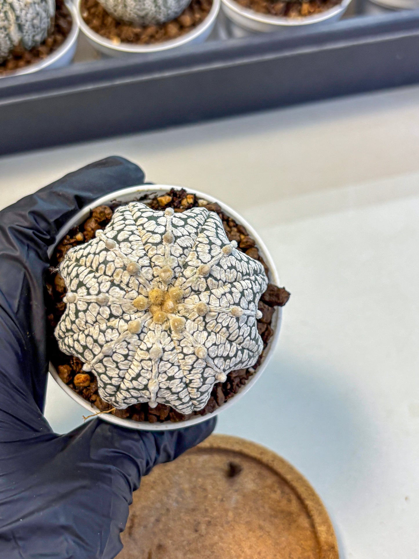 Astrophytum V Type (at5) (04) |  Sea urchin cactus