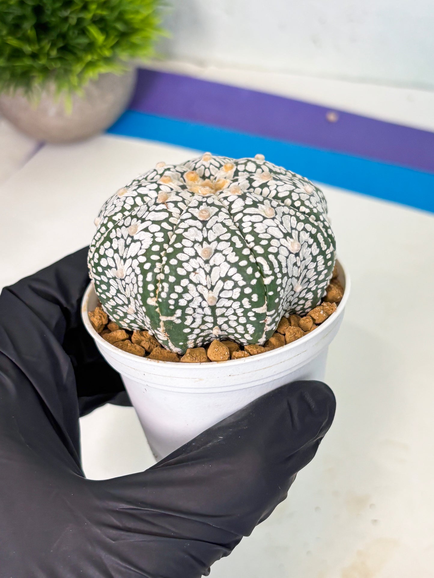 Astrophytum V-Type (at5) (p3) | Rare imported Plant