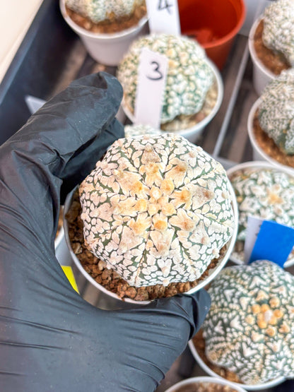 Astrophytum Super Kabuto V Type (T4) (y2) | Las Vegas Seller