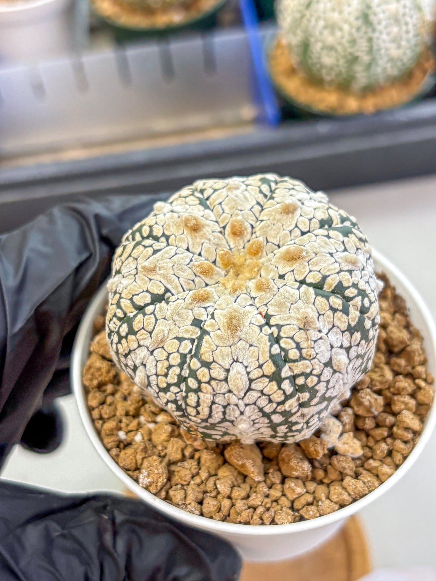 Astrophytum V Type (at2) (04) | Live Plant | Rare Collection