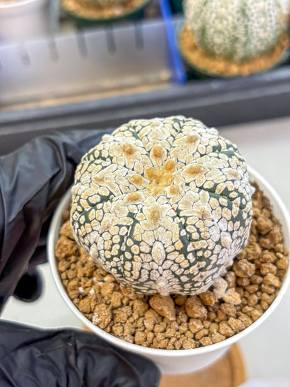 Astrophytum V Type (at2) (04) | Live Plant | Rare Collection