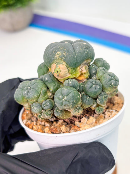 Spineless Cactus (Lo1) (g2) | For Advanced Growers