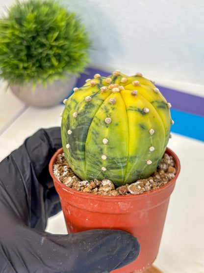 Astrophytum Variegated (at9) (04) | Rare Plant | Live Cactus