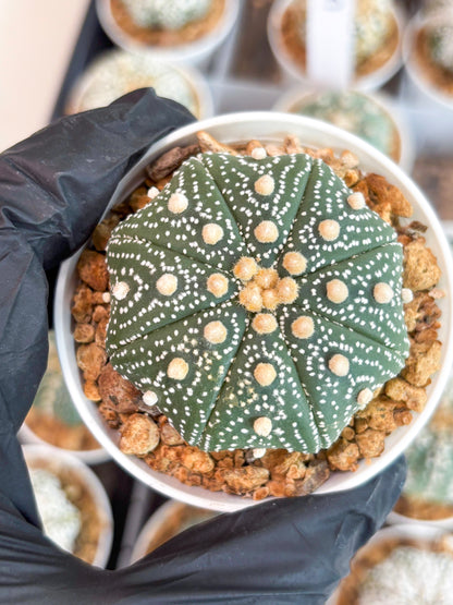 Astrophytum Super Kabuto (t12) (p7) | 3" Pot