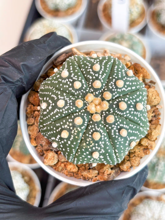 Astrophytum Super Kabuto (t12) (p7) | 3" Pot