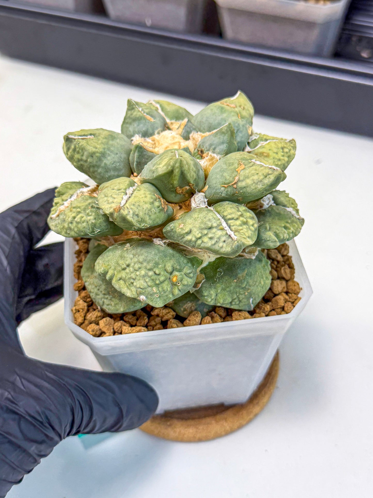 Ariocarpus Cultivar (gg) | Living rock cactus