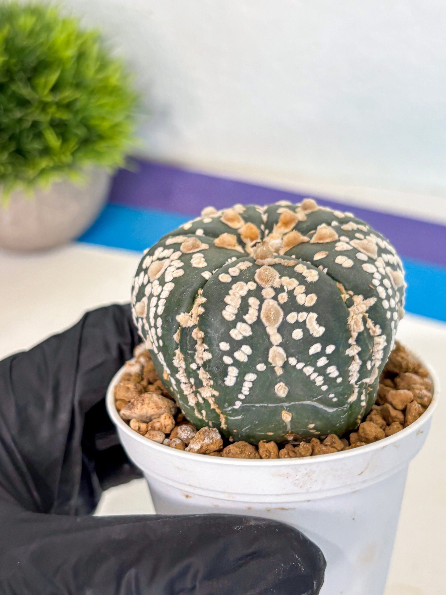Astrophytum 5-Ribs (at7) (y2) | Living Rocks