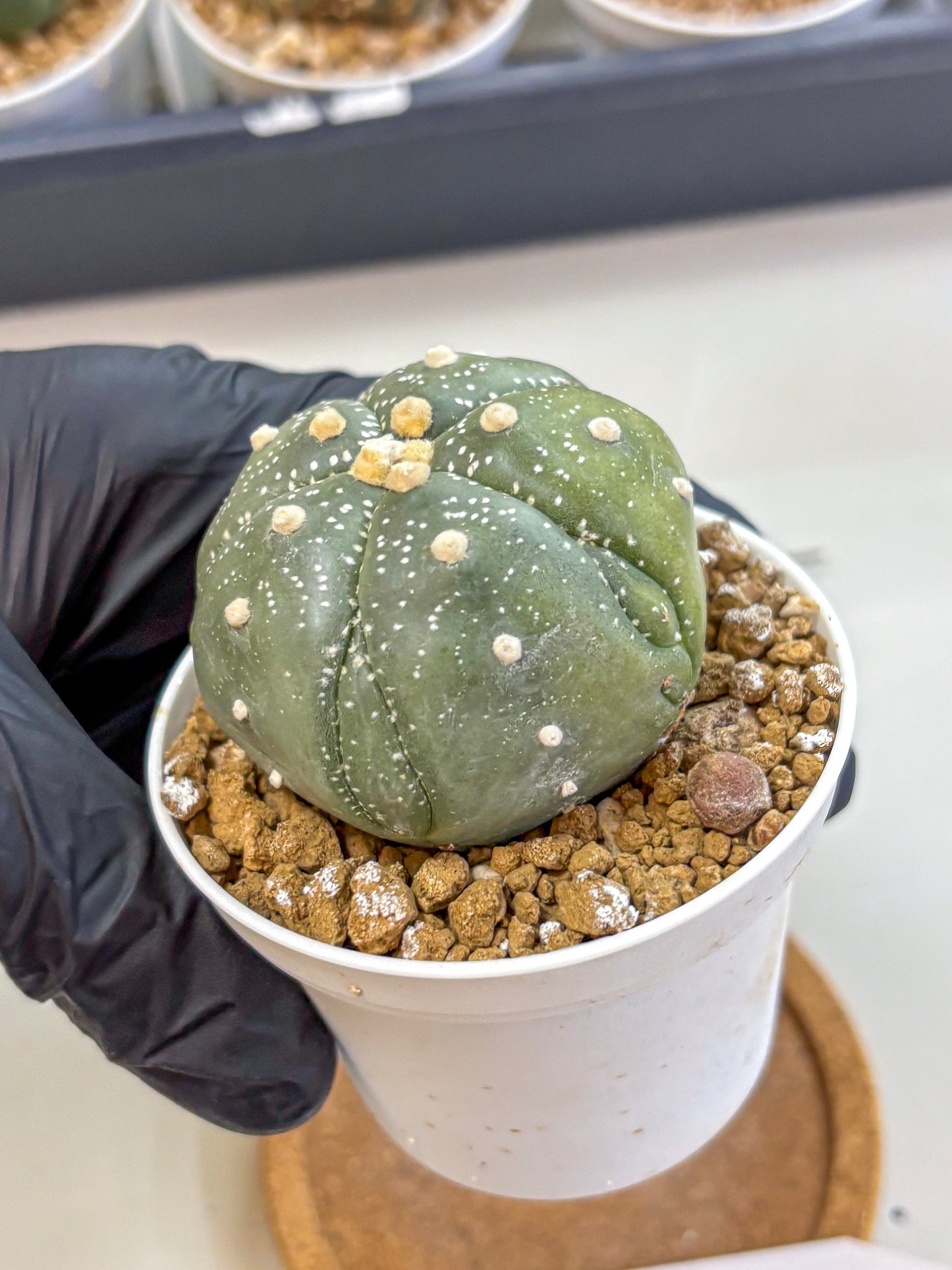 Astrophytum Fukuryu (at8) (04) | Rare Plant | Succulent Cactus
