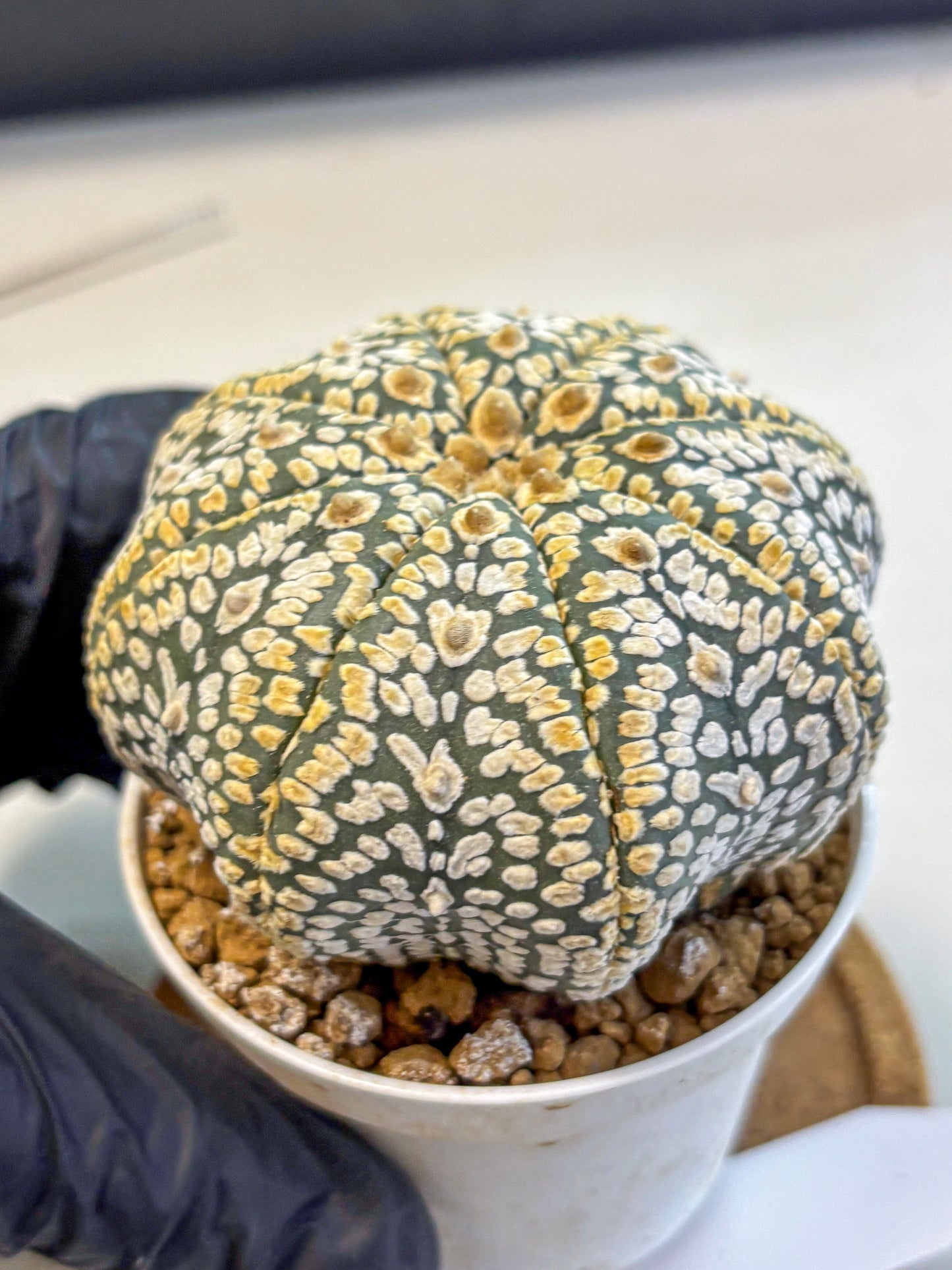 Astrophytum Super Kabuto (at10) (05) | sand dollar cactus