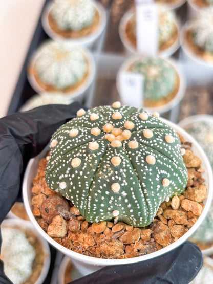 Astrophytum Super Kabuto (t12) (p7) | 3" Pot