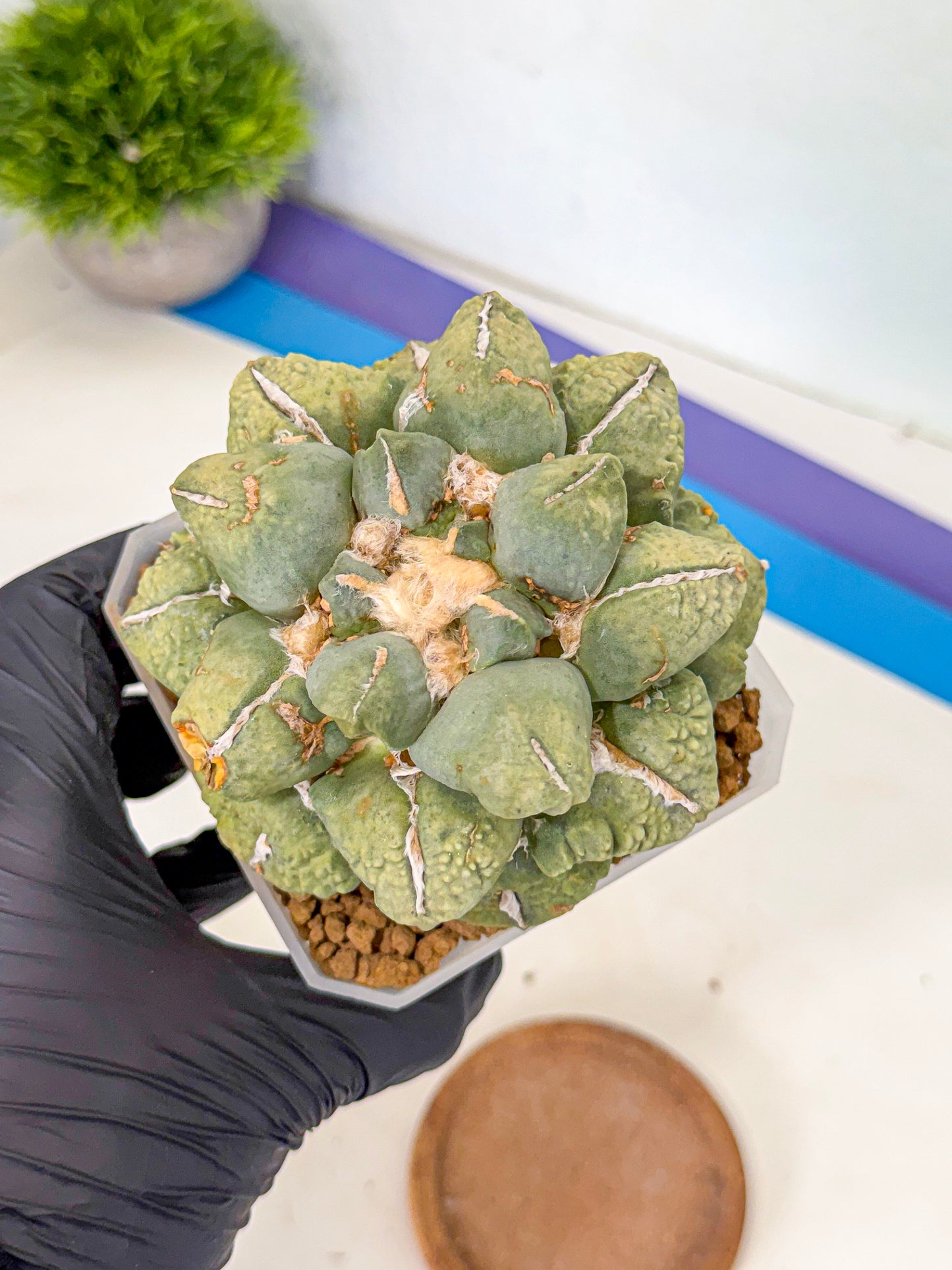 Ariocarpus Cultivar (gg) | Living rock cactus