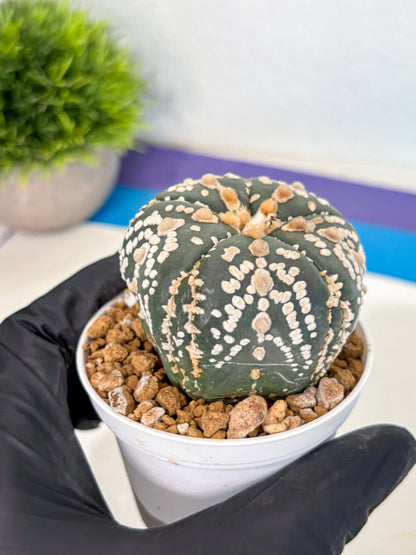 Astrophytum 5-Ribs (at7) (y2) | Living Rocks