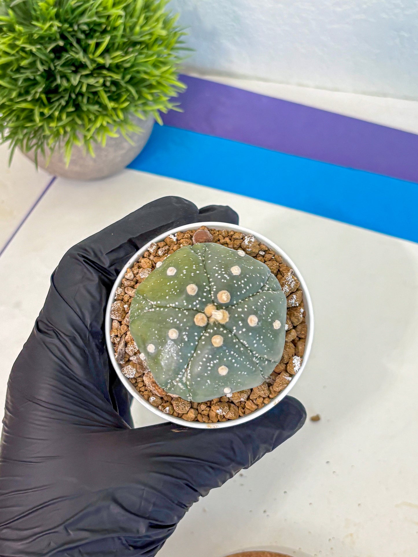 Astrophytum Fukuryu (at8) (04) | Rare Plant | Succulent Cactus