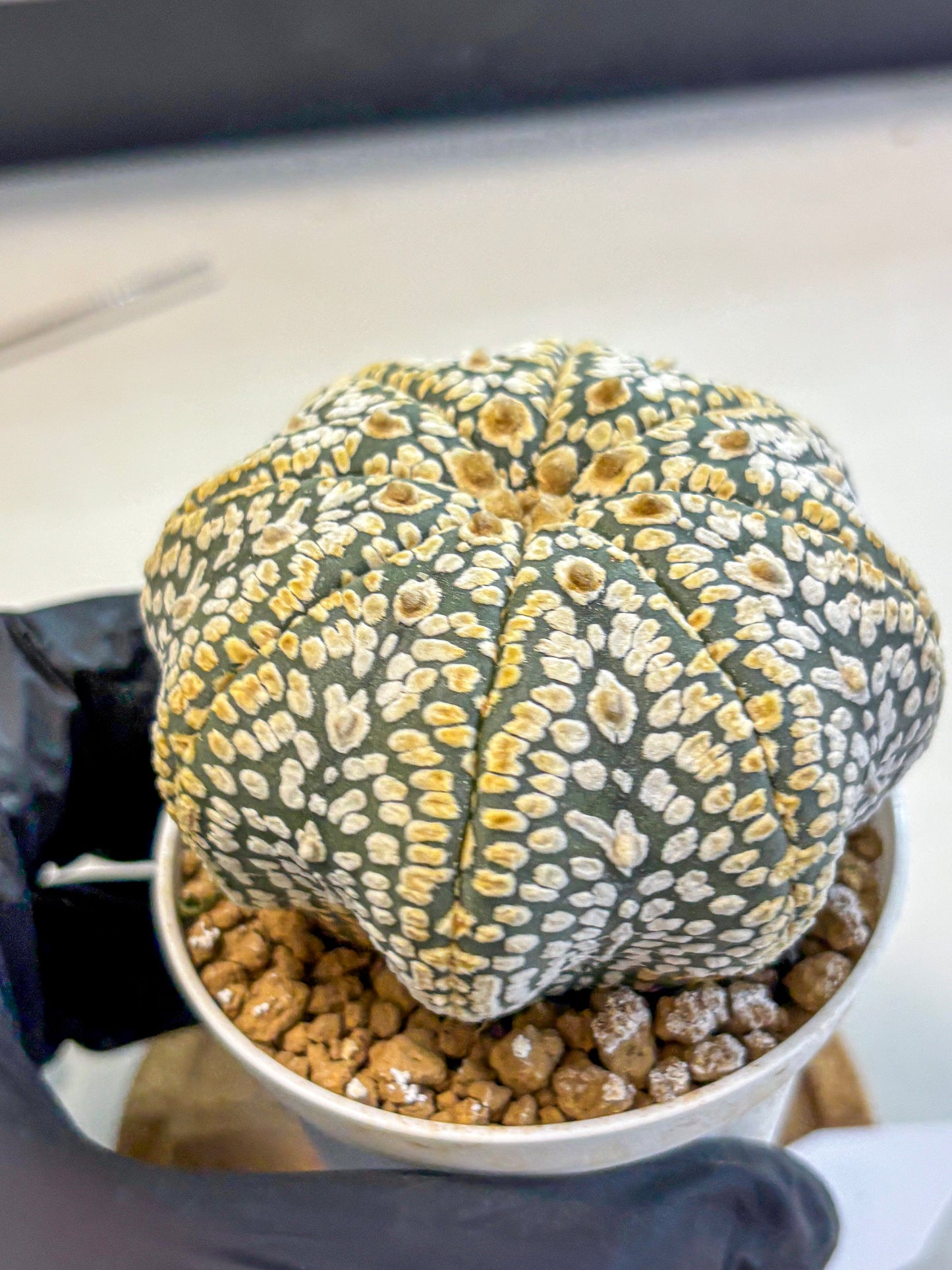 Astrophytum Super Kabuto (at10) (05) | sand dollar cactus