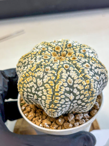 Astrophytum Super Kabuto (at10) (05) | sand dollar cactus