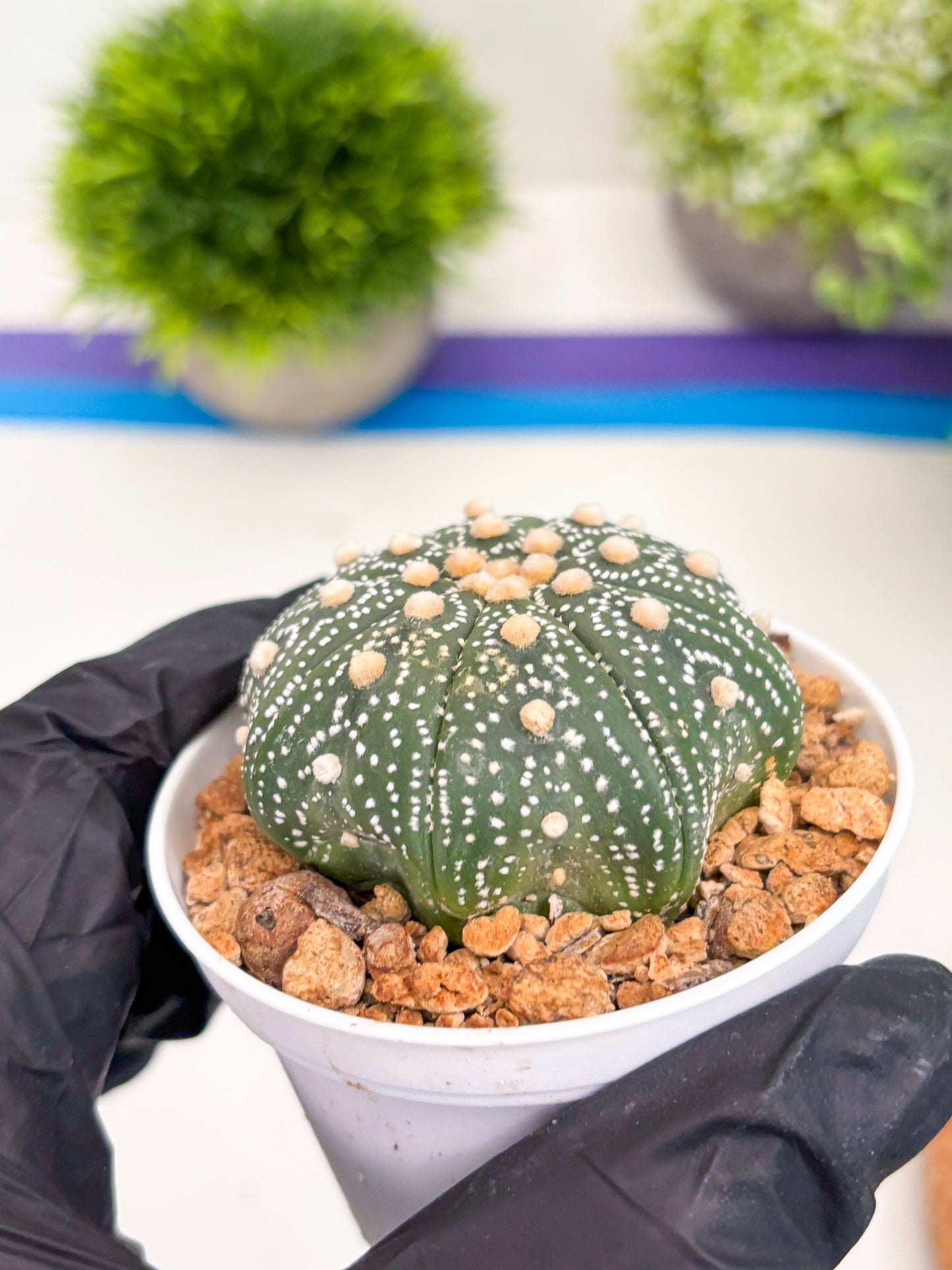 Astrophytum Super Kabuto (t12) (p7) | 3" Pot