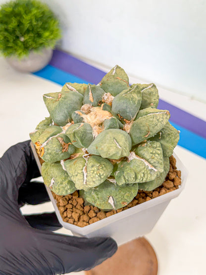 Ariocarpus Cultivar (gg) | Living rock cactus