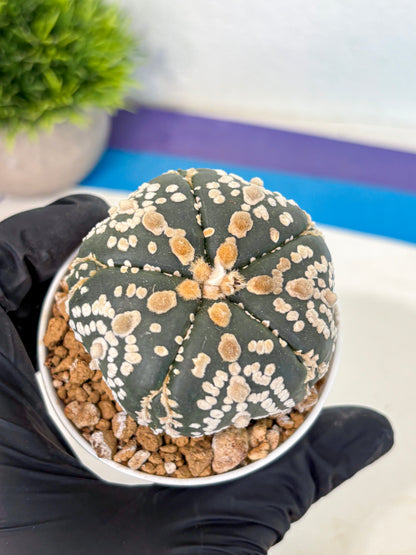 Astrophytum 5-Ribs (at7) (y2) | Living Rocks