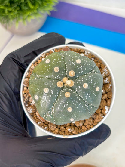 Astrophytum Fukuryu (at8) (04) | Rare Plant | Succulent Cactus
