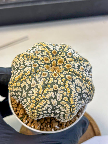 Astrophytum Super Kabuto (at10) (05) | sand dollar cactus