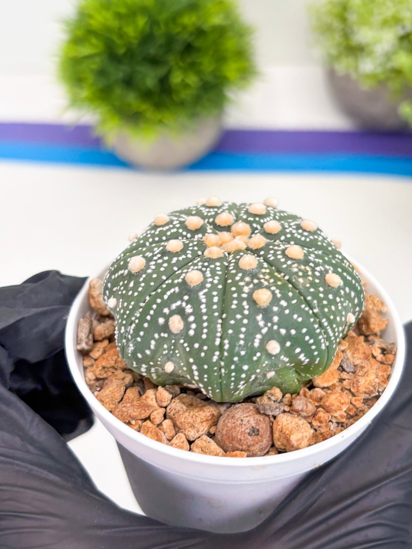 Astrophytum Super Kabuto (t12) (p7) | 3" Pot