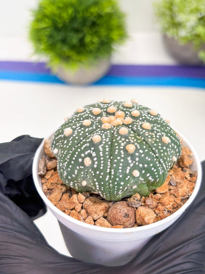 Astrophytum Super Kabuto (t12) (p7) | 3" Pot