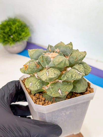 Ariocarpus Cultivar (gg) | Living rock cactus