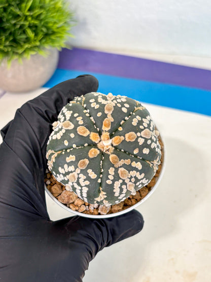 Astrophytum 5-Ribs (at7) (y2) | Living Rocks
