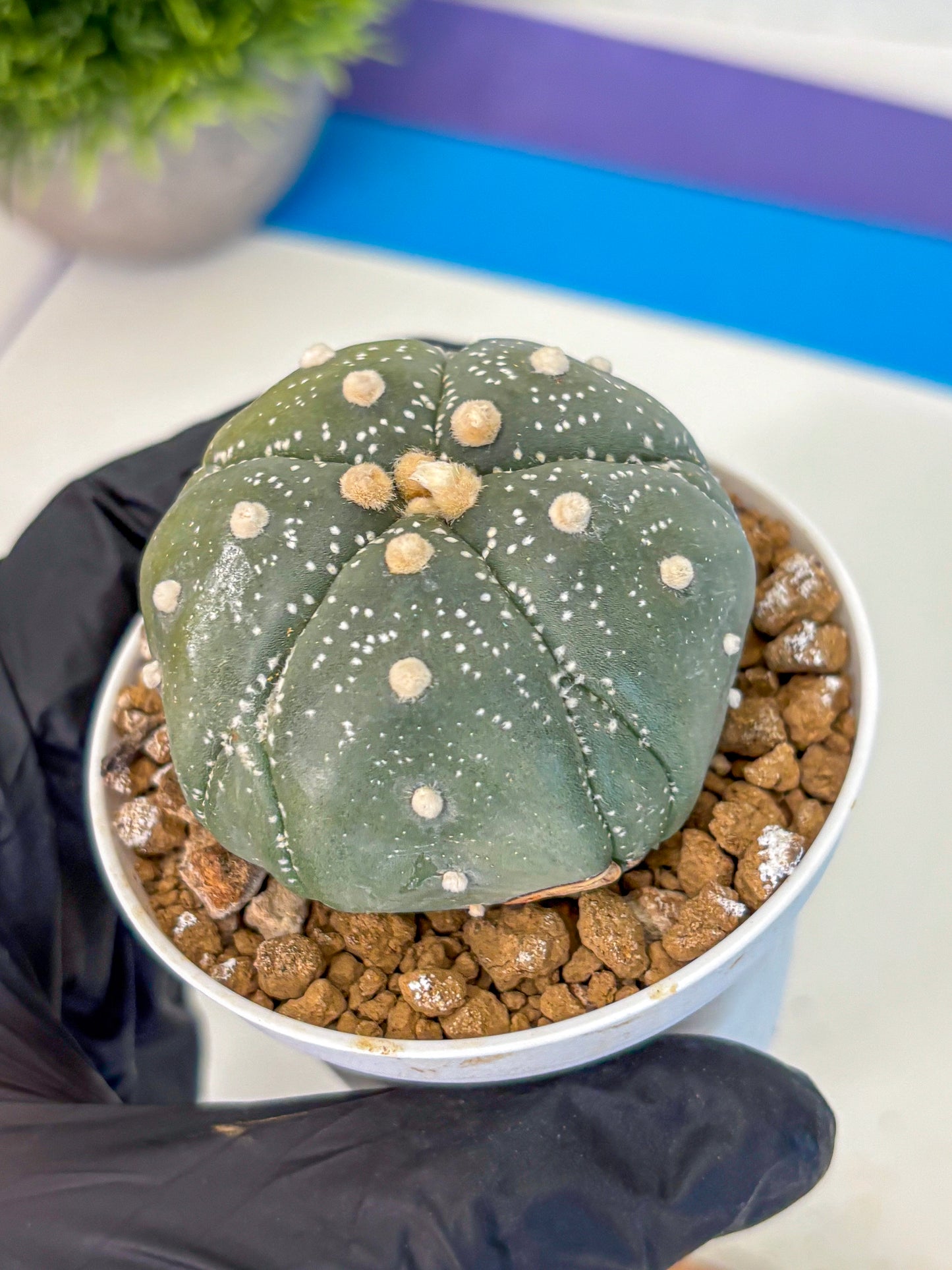 Astrophytum Fukuryu (at8) (04) | Rare Plant | Succulent Cactus