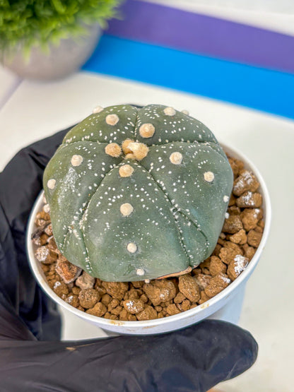 Astrophytum Fukuryu (at8) (04) | Rare Plant | Succulent Cactus