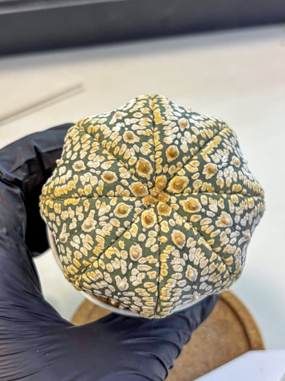Astrophytum Super Kabuto (at10) (05) | sand dollar cactus