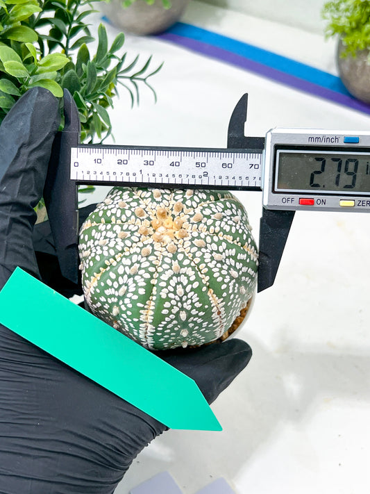 Astrophytum Super Kabuto (#T7B) | Las Vegas Botanical Shop | 3" Pot