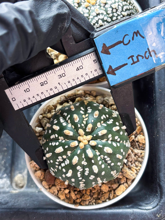 Astrophytum Super Kabuto (T8) (g1) | Imported Cactus