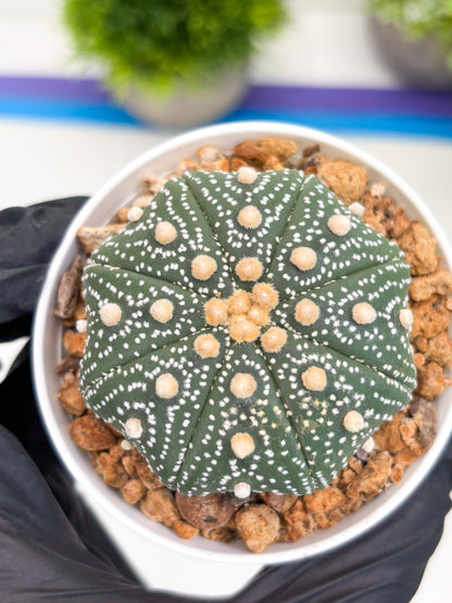 Astrophytum Super Kabuto (t12) (p7) | 3" Pot