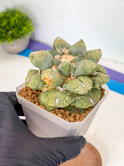 Ariocarpus Cultivar (gg) | Living rock cactus