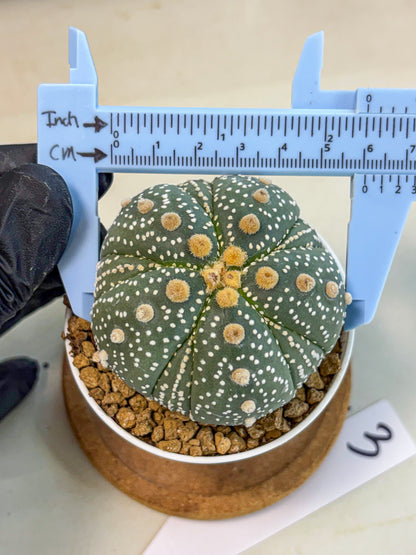 Astrophytum 5-Ribs (at7) (y3) | Living Rocks