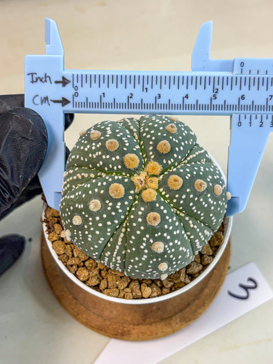 Astrophytum 5-Ribs (at7) (y3) | Living Rocks