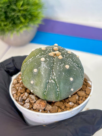 Astrophytum Fukuryu (at8) (04) | Rare Plant | Succulent Cactus
