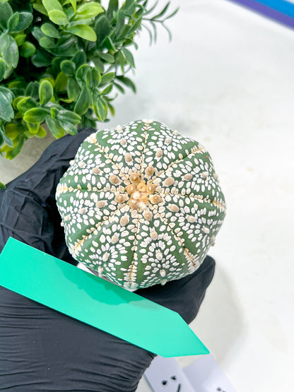 Astrophytum Super Kabuto (#T7B) | Las Vegas Botanical Shop | 3" Pot