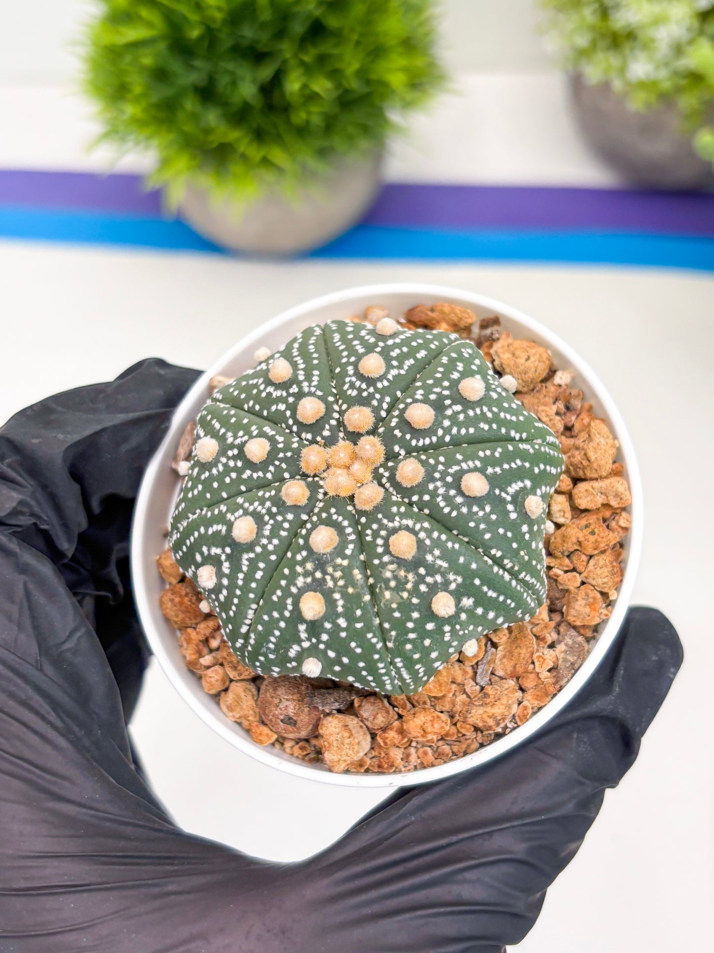 Astrophytum Super Kabuto (t12) (p7) | 3" Pot