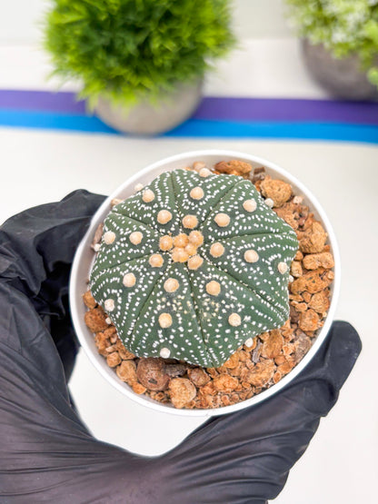 Astrophytum Super Kabuto (t12) (p7) | 3" Pot