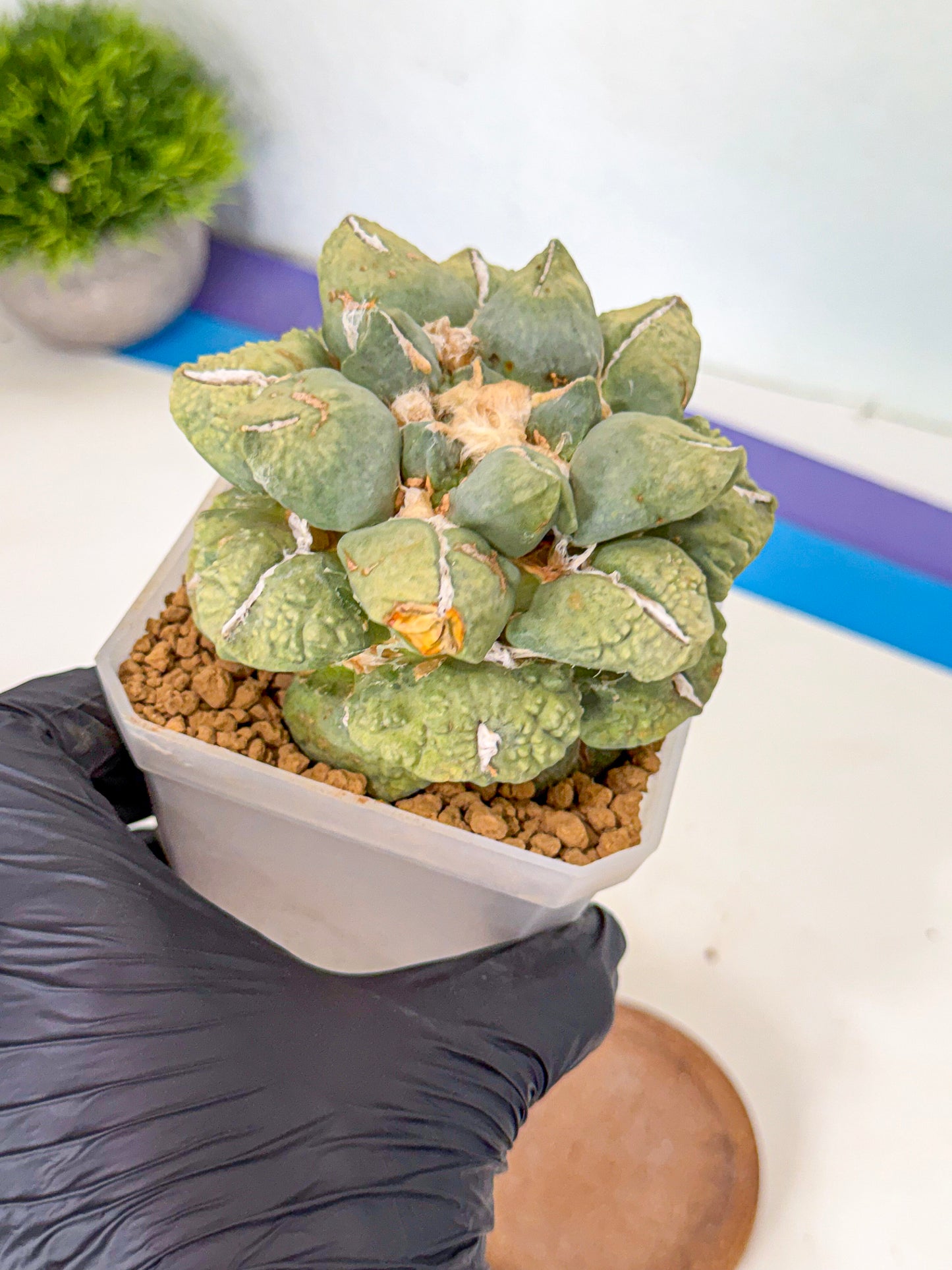Ariocarpus Cultivar (gg) | Living rock cactus