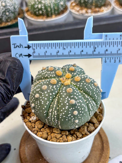Astrophytum 5-Ribs (at7) (y3) | Living Rocks