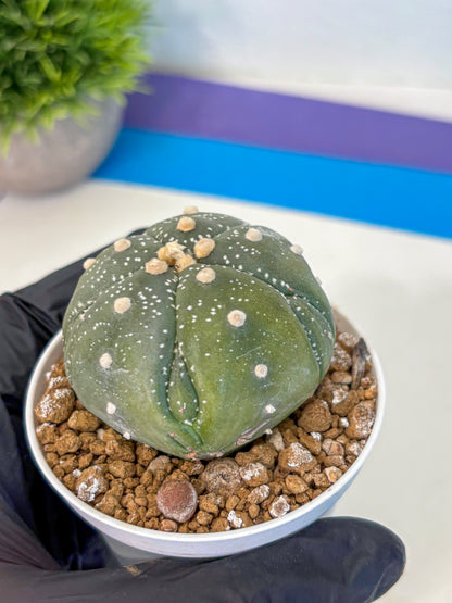 Astrophytum Fukuryu (at8) (04) | Rare Plant | Succulent Cactus