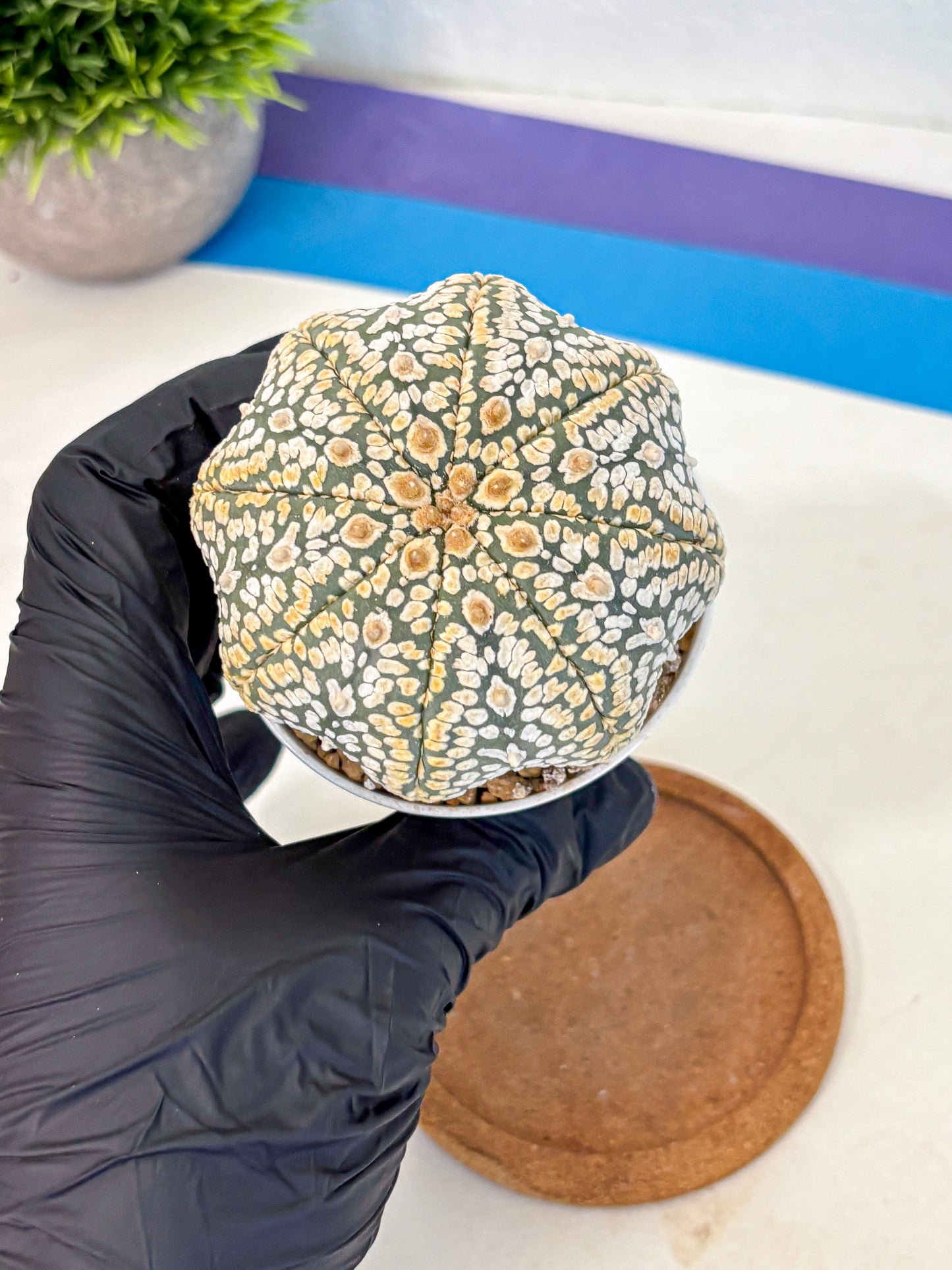 Astrophytum Super Kabuto (at10) (05) | sand dollar cactus