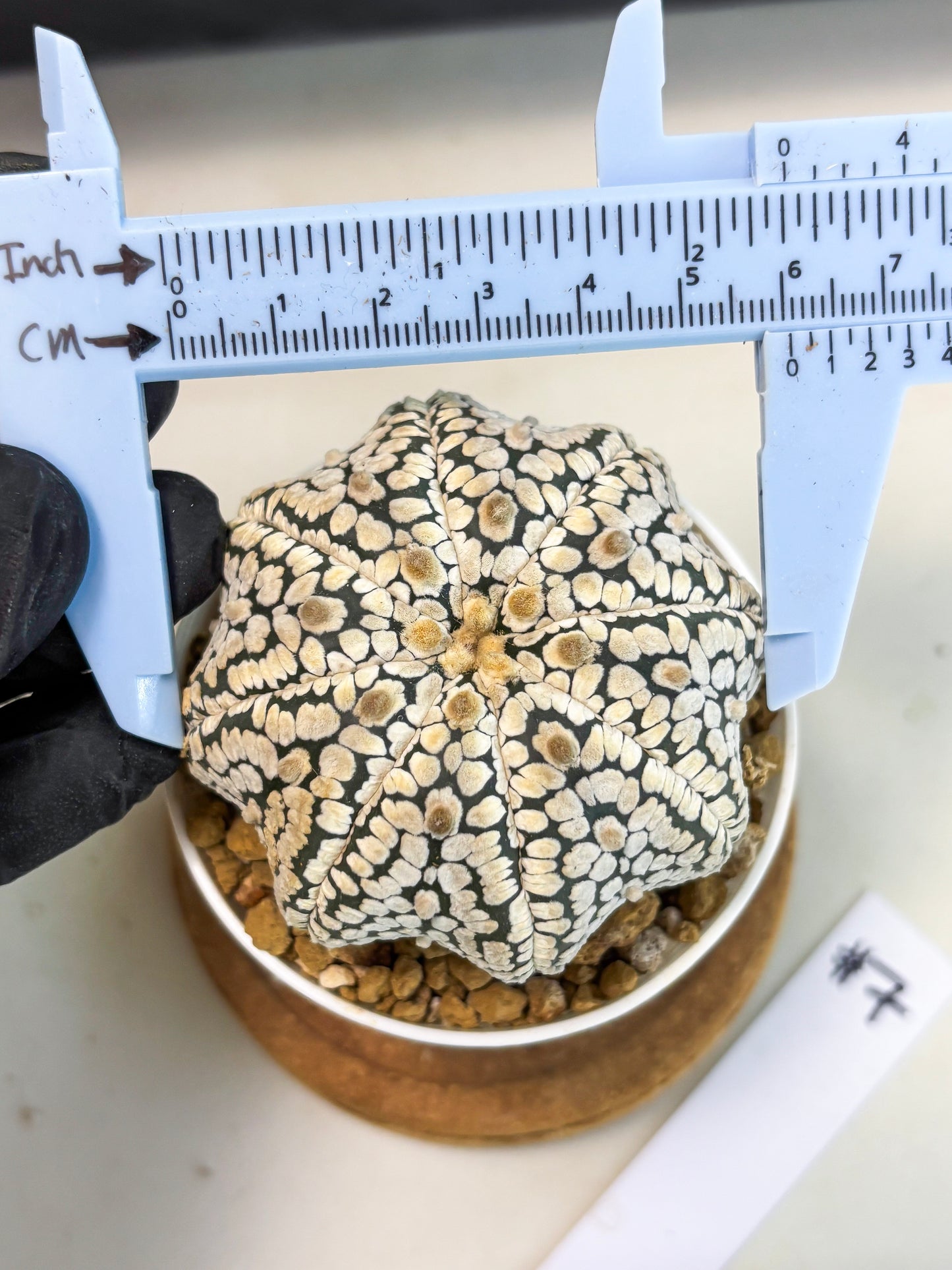 Astrophytum Star Shape (at3) (g7) | Very Rare Cactus