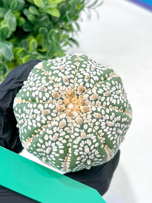 Astrophytum Super Kabuto (#T7B) | Las Vegas Botanical Shop | 3" Pot
