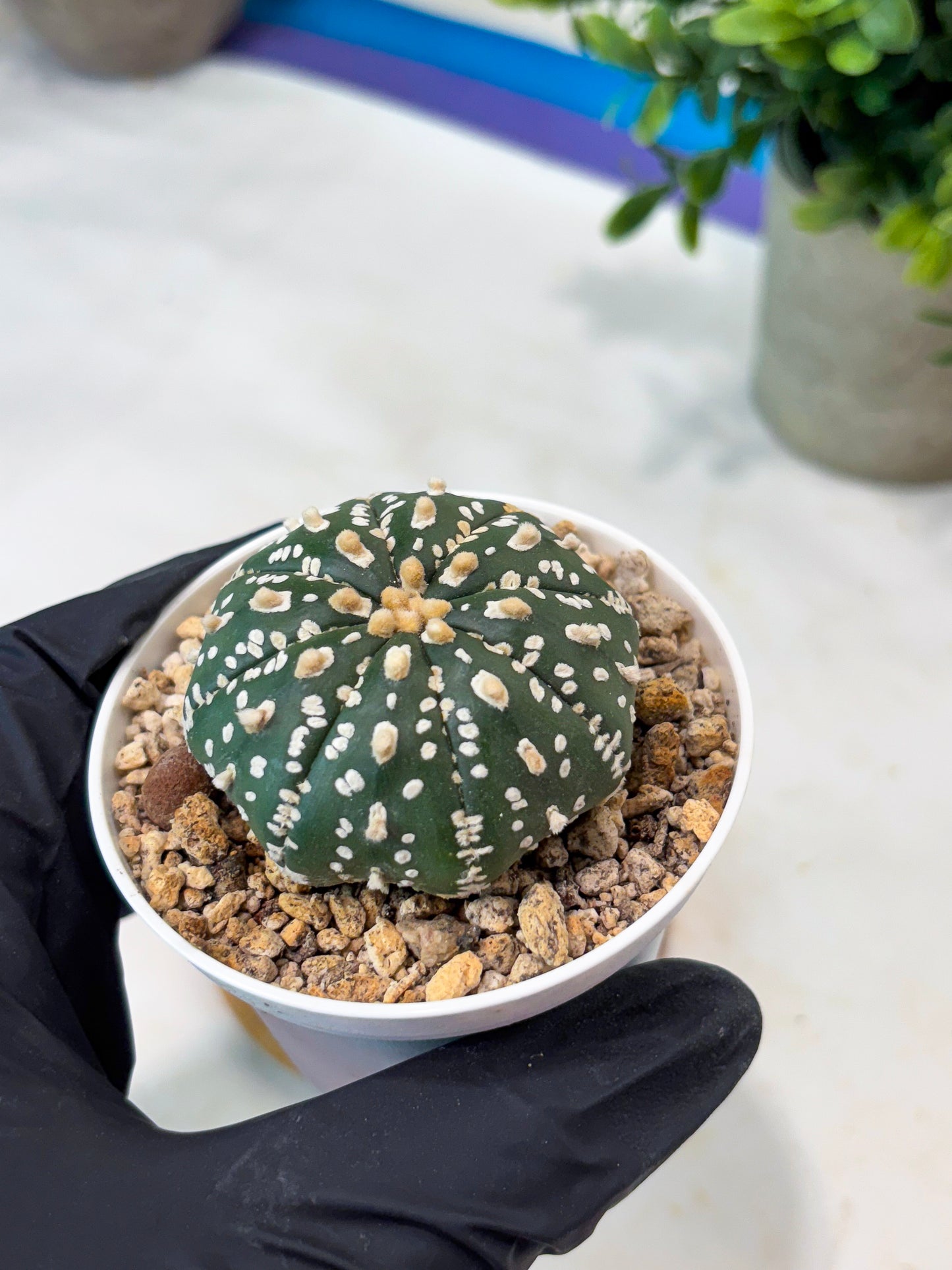 Astrophytum Super Kabuto (T8) (g1) | Imported Cactus