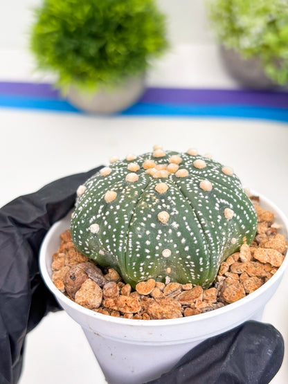 Astrophytum Super Kabuto (t12) (p7) | 3" Pot